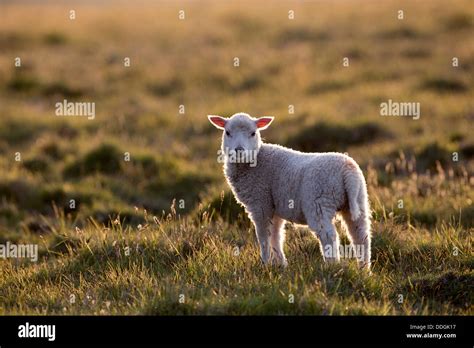 Shetland Lamb High Resolution Stock Photography And Images Alamy
