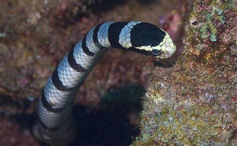 Banded Sea Krait Ocean Animals