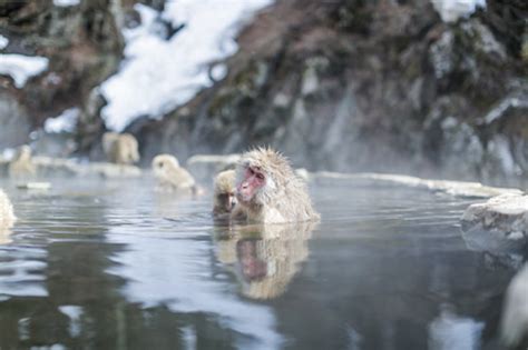 Japan S Hot Spring Bathing Snow Monkeys Wander The Map
