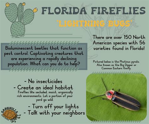 Did you know that fireflies... - Sandhills Native Nursery | Facebook