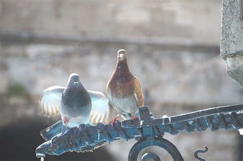 Recette de grand mère pour faire fuir les pigeons rapidement Faire