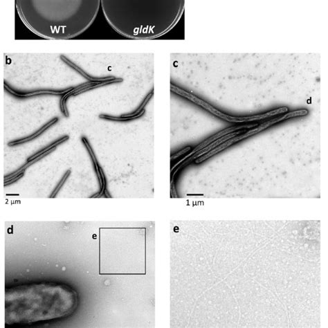 Colony Surface At The Edge Of Nonspreading Gldk Mutant Colonies Imaged