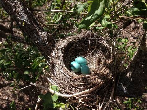 Robin Egg Identification (Determine if it's an American Robin egg in 3 ...