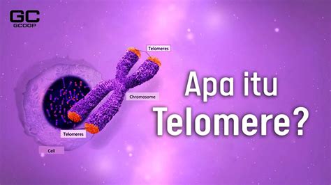 telomere youtube