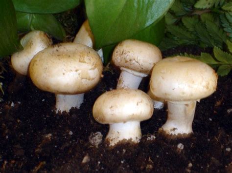 Шампиньон двуспоровый (Agaricus bisporus) | Paddestoelen, Klei