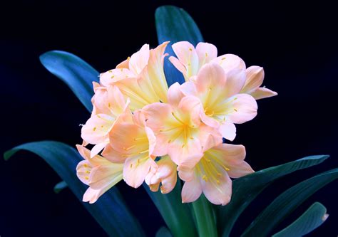 Цветок Кливия Фотография – Telegraph