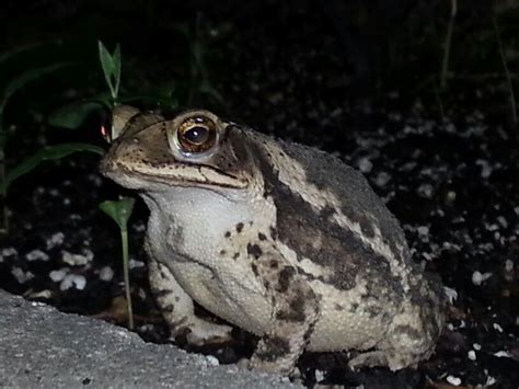 First Toad Of The Year Toad Lizard Animals
