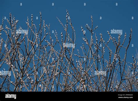 Blooming Willow Tree In Nature Catkin Or Pussy Willow Spring Bloom In Nature First Sign Of