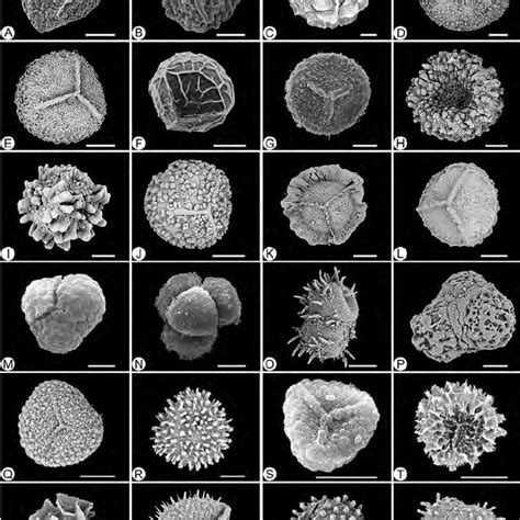 (PDF) A classification of Selaginella (Selaginellaceae) based on ...