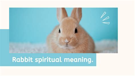 Rabbit Spiritual Meaning Meltblogs
