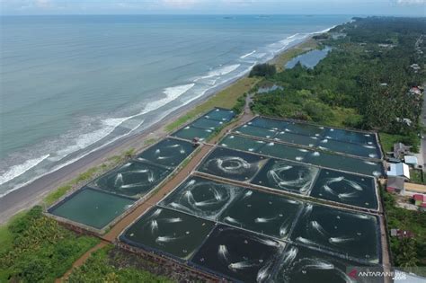 Budi Daya Udang Windu Di Ranah Pesisir Berpotensi Dikembangkan ANTARA