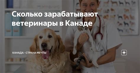Сколько зарабатывают ветеринары в Канаде | Канада - страна мечты | Дзен