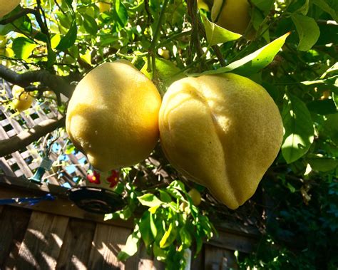 Big Ass Lemons R Pics