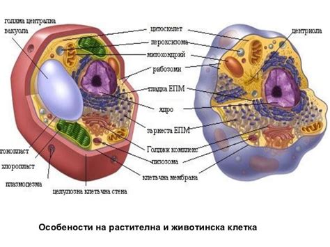 Физиология на растителната клетка (2)