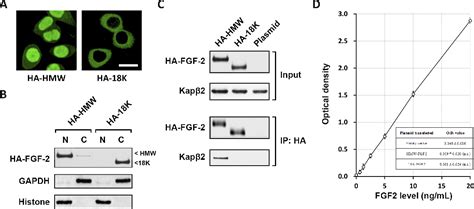 Figure From Nuclear Translocation Of Fibroblast Growth Factor Fgf