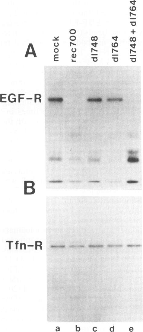 Down-regulation of radioiodinated EGF-R on the cell surface. KB cells ... 
