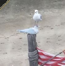 Because Fuck You Thats Why Meme Guy