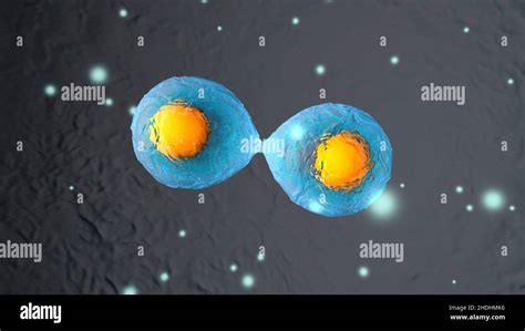 Division Nucleus Divisions Nucleuses Stock Photo Alamy