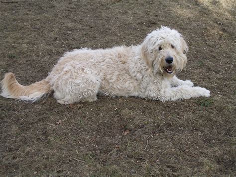 Goldendoodle - Puppies, Rescue, Pictures, Information, Temperament, Characteristics | Animals Breeds
