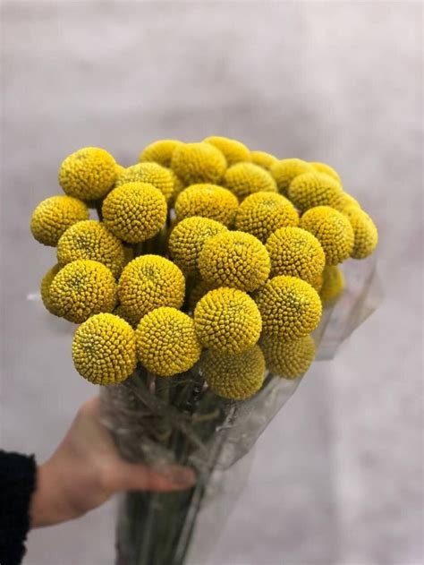 Краспедія для букетів - купити оптом і в роздріб в Києві | магазин ...