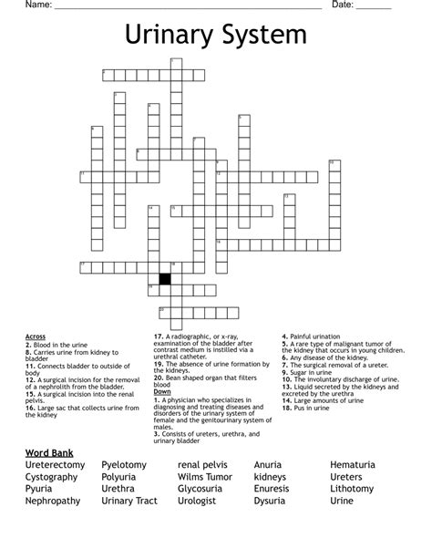 Urinary System Crossword Wordmint