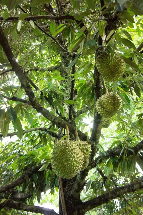 Durian tree organic featuring agriculture, asia, and asian | Durian ...