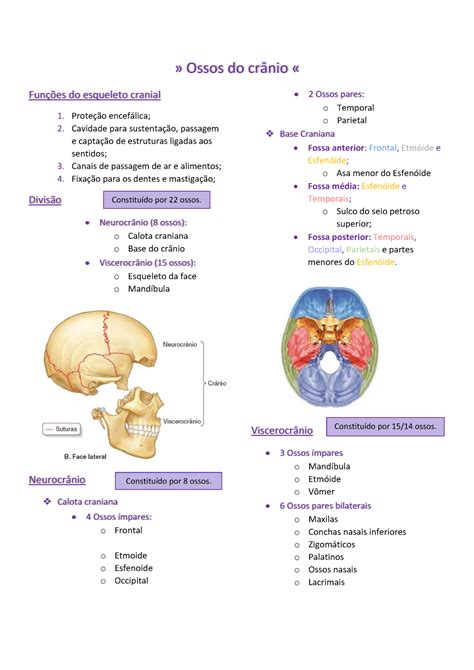 Ossos Do Cr Nio Ossos Do Crnio Fun Es Do Esqueleto Cranial