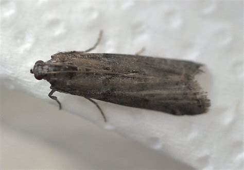 ephestia kuehniella biaslabs