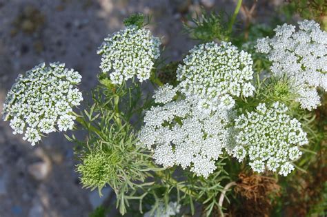 Амми (104 фото) - фото - картинки и рисунки: скачать бесплатно
