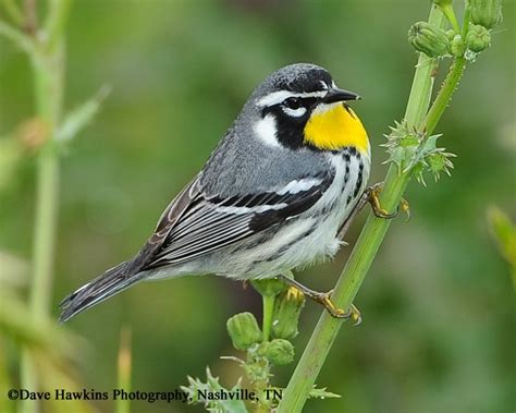 Yellow Throated Warbler Coles Wild Bird Products