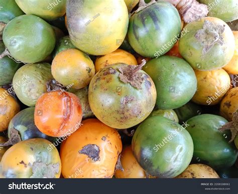 terung asam images stock  vectors shutterstock