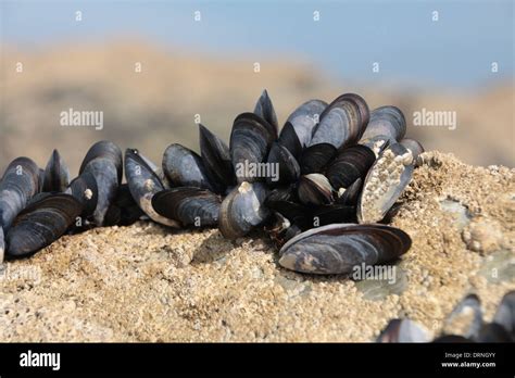 Natural Arrangement Sea Shells Mussel Barnacles Hi Res Stock