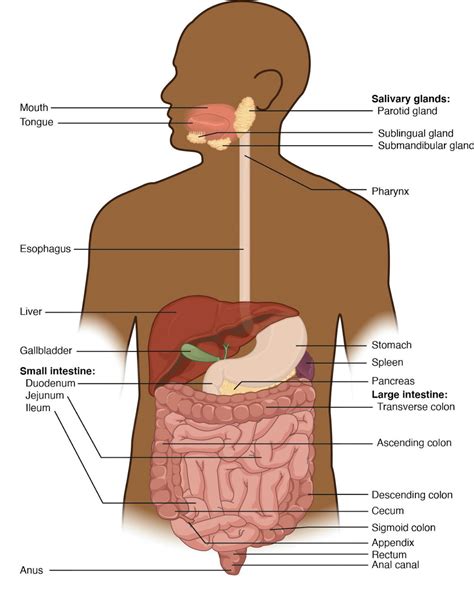 Introduction To Gastrointestinal System Introduction To Health