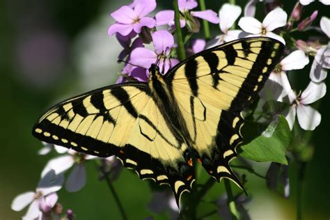 Eastern Tiger Swallowtail Butterfly Wallpaper With Images Yellow