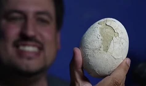 Ovo De Dinossauro - Ovo de dinossauro de 70 milhões de anos é encontrado em perfeito estado ...