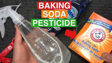 Baking Soda As Pesticide Powerful Organic Pesticide Baking Soda In The Garden Youtube