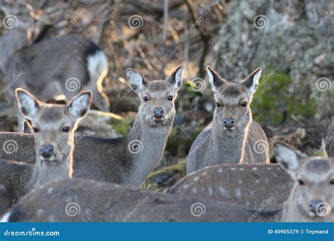 wild deer  natural habitat stock image image  fall life