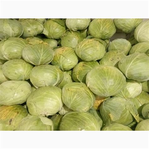 Продам капусту калібер 2-4 кг, купити капусту калібер 2-4 кг — Agro-Ukraine