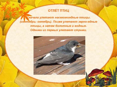 Звери и птицы осенью - презентация онлайн