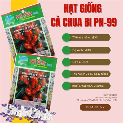 Hạt giống Cà Chua Bi F1 PN-99 | Vườn Sài Gòn