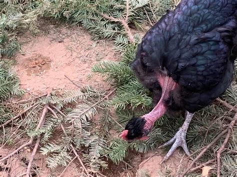 Naked Neck Chickens Aka Turkens Dual Purpose And Hardy
