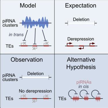 Large Drosophila Germline PiRNA Clusters Are Evolutionarily Labile And