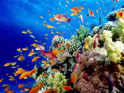 Explore the Natural Beauty of The Great Barrier Reef | Found The World