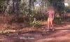 Wifey Films Herself Fully Nude On A Public Exhibitionists Dream Hike Xhamster