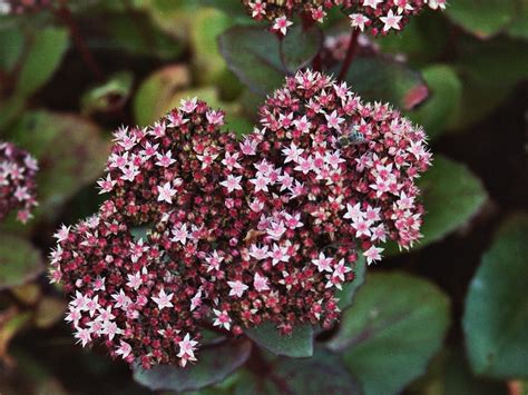 Седум неон (102 фото) - фото - картинки и рисунки: скачать бесплатно