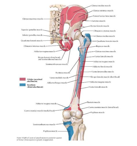 The Lower Limb And Upper Limb Muscles Are Labeled In Red Blue And White