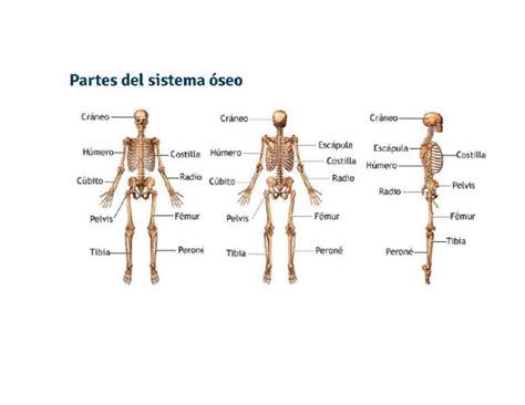 Sistema Oseo | PDF