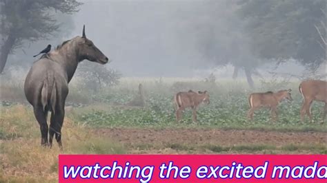 How Many Nilgai In Large India YouTube