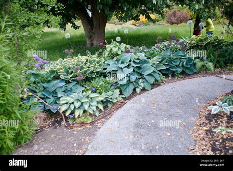 Hostas Being Watered In The Borders Of A Garden Stock Photo Alamy