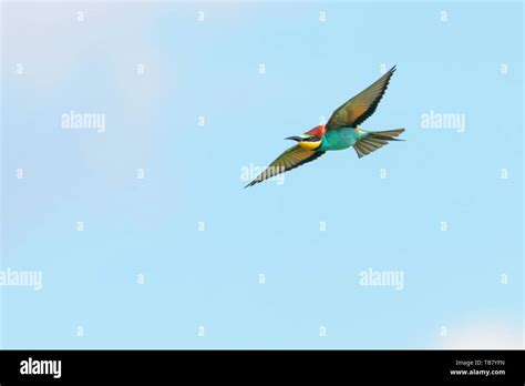 European Bee Eater In Flight Merops Apiaster Stock Photo Alamy